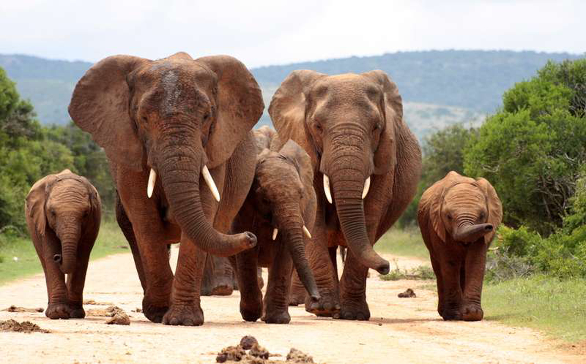 Addo Elephant National Park
